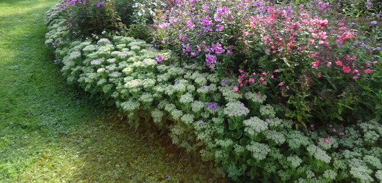 Perennial borders at the Gagnon garden