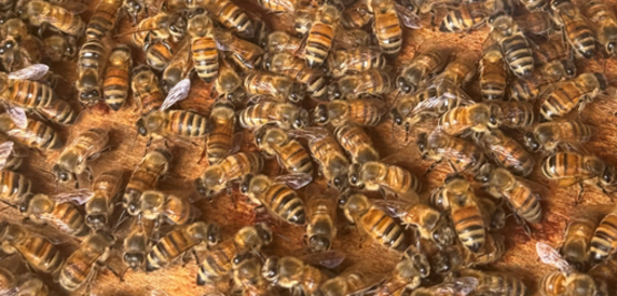 honey bees