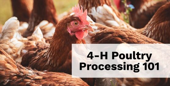 4-H Poultry Processing 