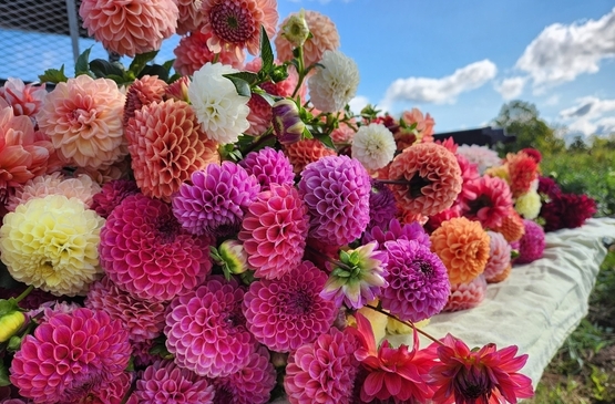 dahlias