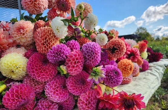 dahlias