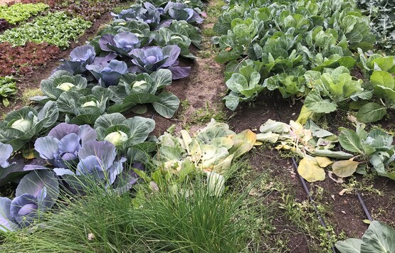 Vegetable Garden Produce