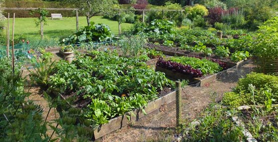 Thriving crops in raised beds. Vegetable garden, Malleny - near to Balerno, Edinburgh, Great Britain