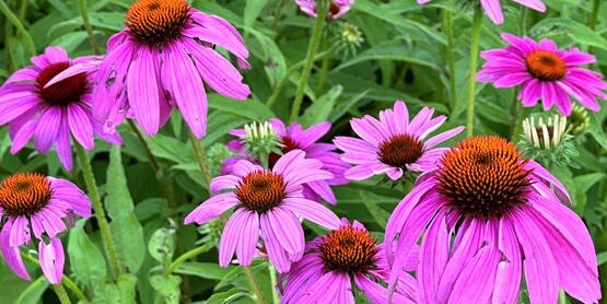 Purple Coneflowers