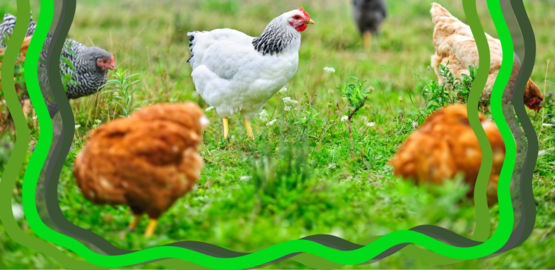 Chickens