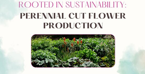    Graphic for “Rooted in Sustainability: Perennial Cut Flower Production” featuring a photo of a lush perennial planting with green foliage and orange flowers, framed by soft watercolor accents.
