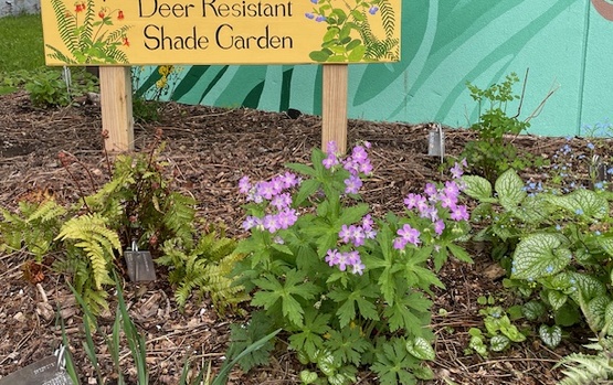 Deer-resistant plants with signage 