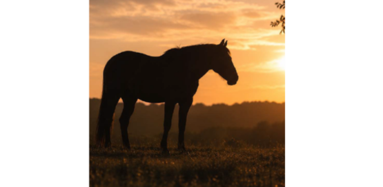 Horse in soft light
