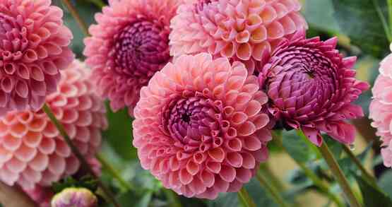 Join the CCE Cut Flower Program Work Team for webinars supporting both new and established cut flower operators.  