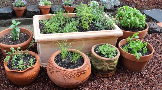 Discover the joy of growing herbs right in your home. With just a few easy techniques, you can cultivate vibrant indoor herbs that elevate your cooking with bright, fresh flavor while helping you cut back on salt. Build your own indoor herb garden and enjoy fragrant greenery, delicious harvests, and a touch of nature throughout every season