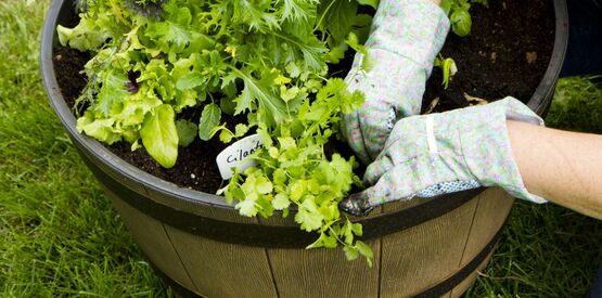 Whether you have a front porch, back patio, balcony or sunroom, container gardens are the perfect place to grow healthy vegetables. They’re easy to maintain and can grow in everything from a recycled plastic tub to a wood or ceramic container. Step by step, we’ll show you how to get started.