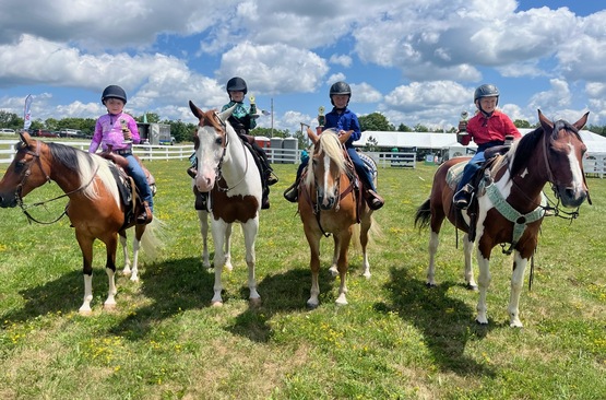 horse cloverbud