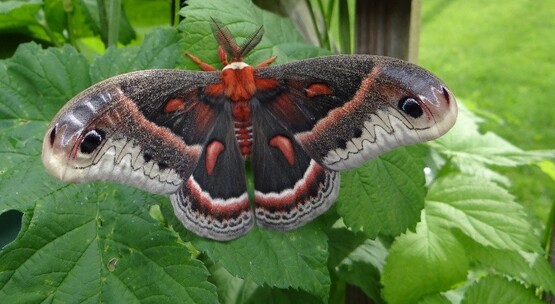cecropia moth