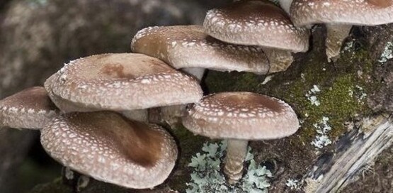 Shiitake Mushrooms