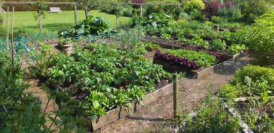 Thriving crops in raised beds. Vegetable garden, Malleny - near to Balerno, Edinburgh, Great Britain