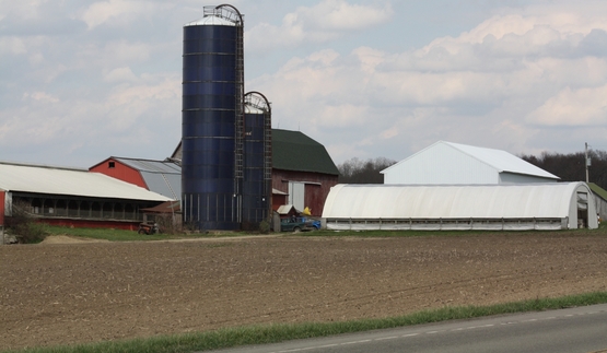dairy