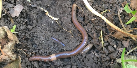 Invasive Jumping Earthworm