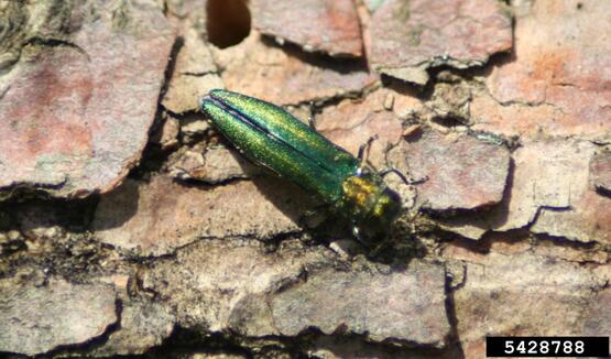 emerald ash beetle