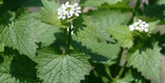 Garlic Mustard foliage