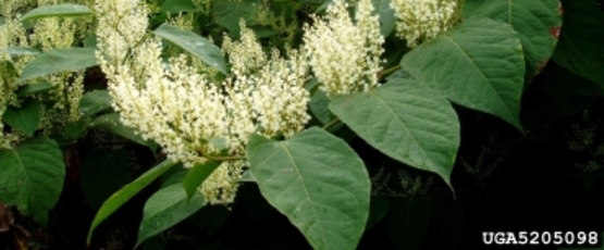 Japanese Knotweed plant
