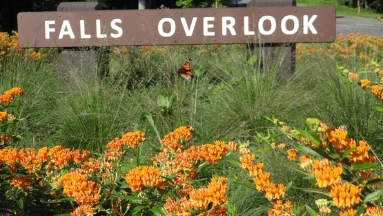 A picture of a butterfly in a field of orange flowers at the falls overlook.