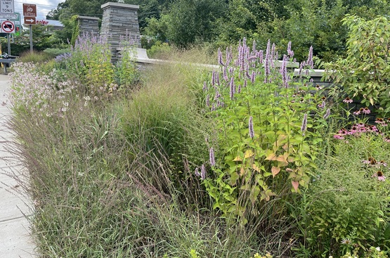 Beneficial native plants used in public places.