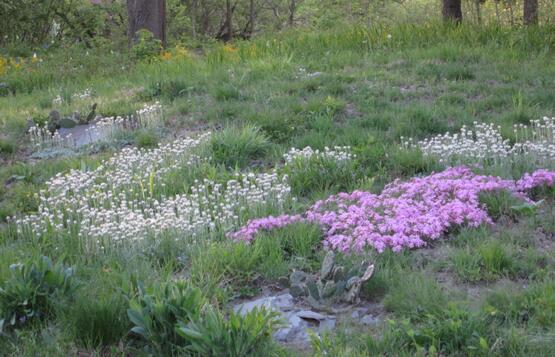 A picture of a yard with various native plants.