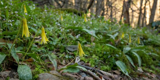 Spring garden