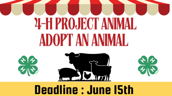adopt an animal 