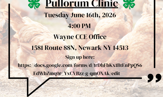 pullorum testing