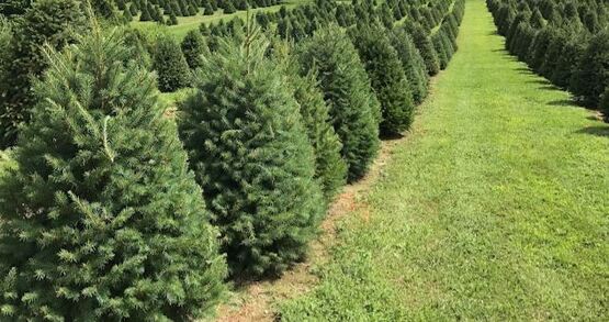 Christmas Tree Farm
