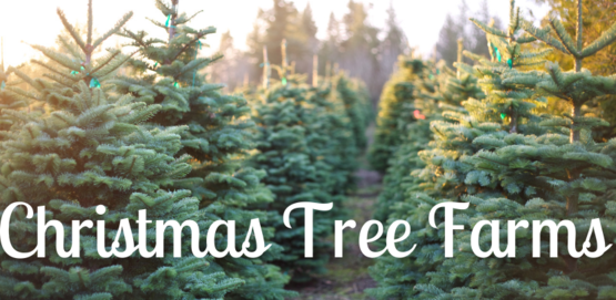 christmas tree farms