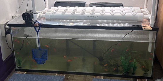 FCS Ag in the Classroom goldfish project 