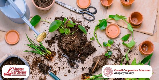 Plant propagation
