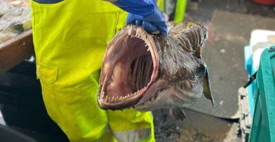 Monkfish