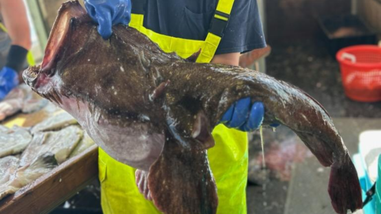 monkfish