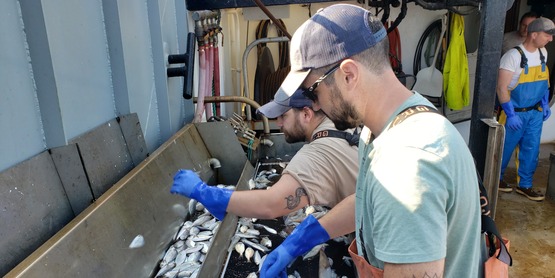 Fisheries Specialist Alex Mercado and Fisheries Coordinator Mike Bowen sort through the catch during a SFW Trawl Survey