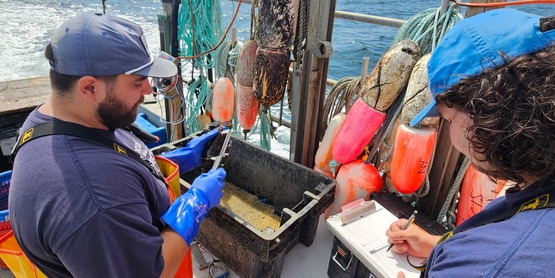 Fisheries Coordinator Mike Bowen and Intern Dalton Asch measure lobsters for the Crustacean Pot Light Project