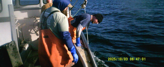 Fisheries Technician Tyler Guteres and Fisheries Coordinator Mike Bowen hauling derelict lobster pots from Long Island Sound_