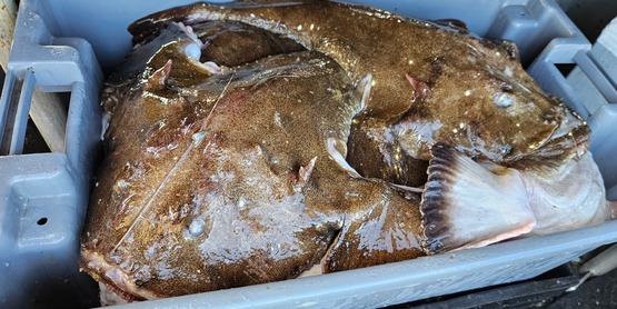 Full tote of monkfish aboard the FV Lady K