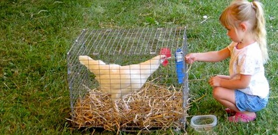Young girl with prize-winning chicken, Cayuga County Fair 2011