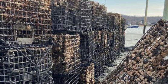 derelict lobster pots ghost fishing