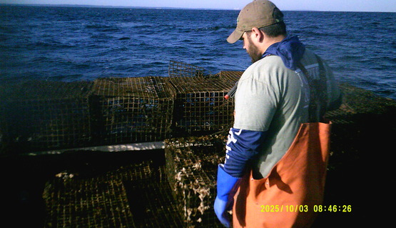 derelict lobster traps