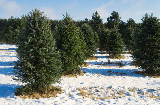 christmas tree farm