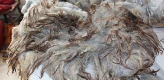 raw Shetland sheep fleece