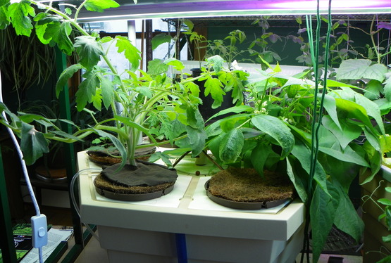 Large Hydroponic Unit 1/10