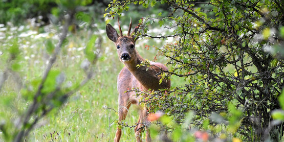 Deer in the woods.
