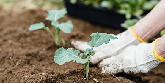 Fall vegetable garden