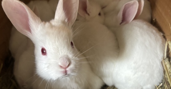 Rabbit