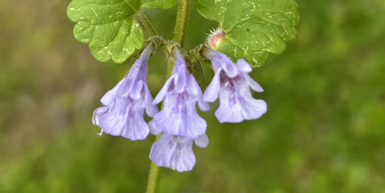 Wildflower in a field.